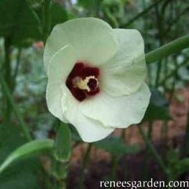 Okra Jambalaya - Renee's Garden Seeds