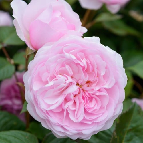 Olivia Rose Austin | Shrub Rose | David Austin Rose – Wildwood Outdoor ...