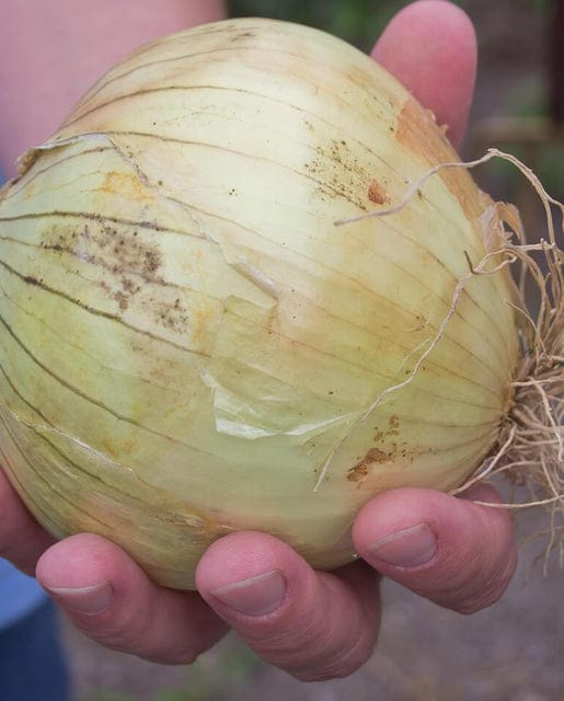 Onion Ailsa Craig - West Coast Seeds