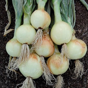 Onion Alisa Craig - Saanich Organics