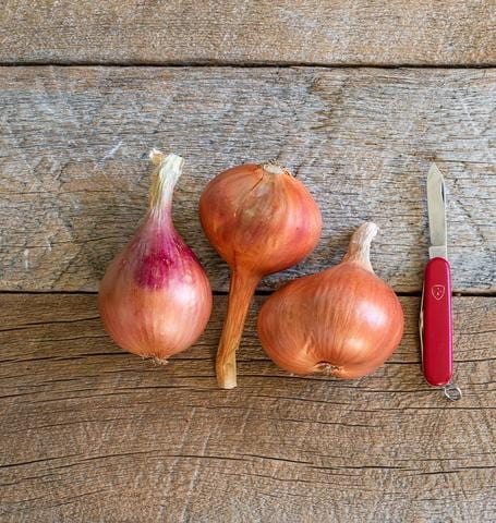 Onion Ambition - West Coast Seeds