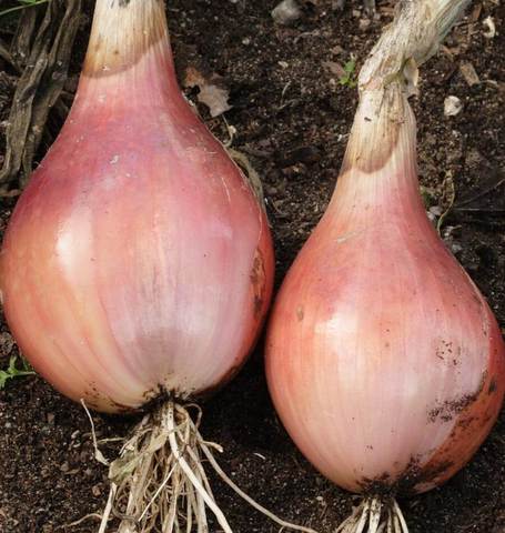 Onion Ambition - West Coast Seeds