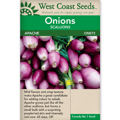 Onion Apache - West Coast Seeds
