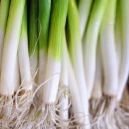 Onions Bunching Evergreen - Aimer's Organic Seeds