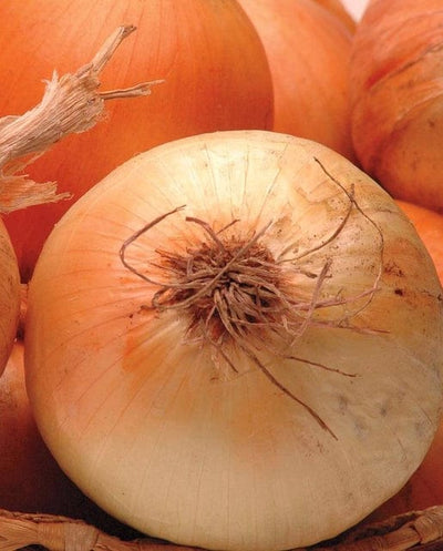 Onion Calibra - West Coast Seeds