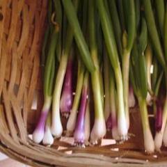 Scallions Delicious Duo - Renee's Garden