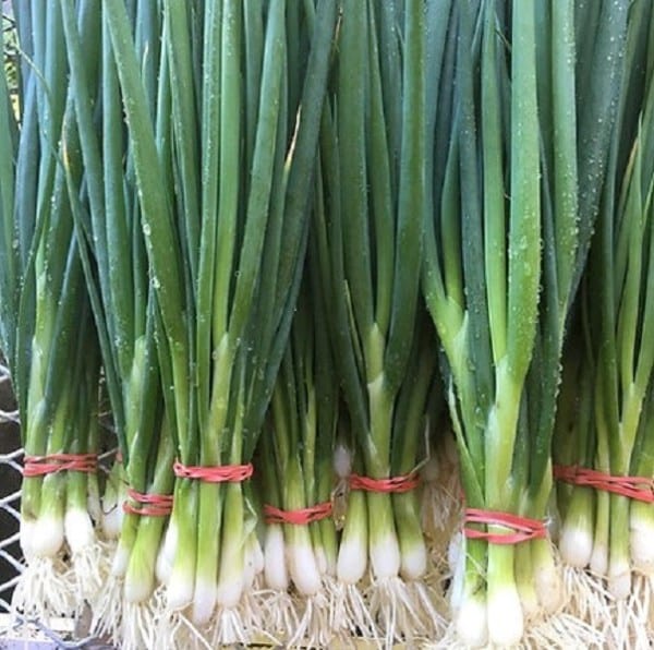 Onion Evergreen White - Saanich Organics