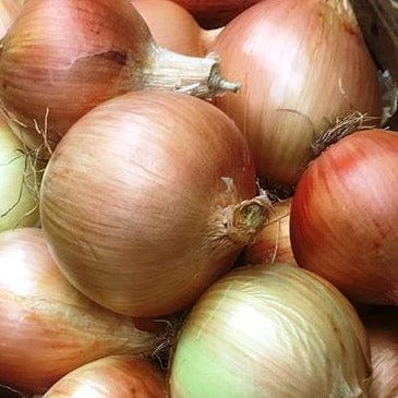 Onion Golden Sweet  Spanish - Renee's Garden Seeds