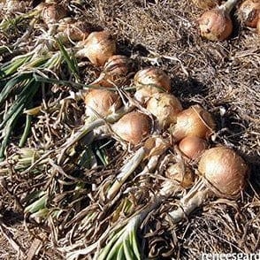 Onion Golden Sweet  Spanish - Renee's Garden Seeds