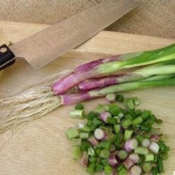 Onion Italian Scallion - Renee's Garden Seeds