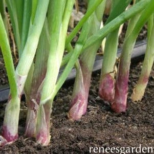 Onion Italian Scallion - Renee's Garden Seeds