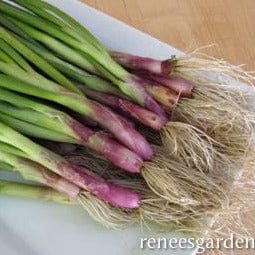 Onion Italian Scallion - Renee's Garden Seeds