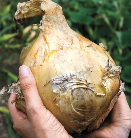 Onion Kelsae - West Coast Seeds