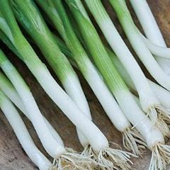 Onion Parade - Burpee Seeds