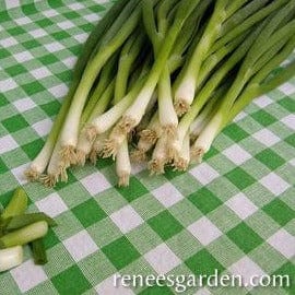 Onion Parade Scallions - Renee's Garden Seeds