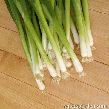 Onion Parade Scallions - Renee's Garden Seeds