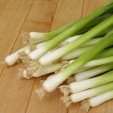 Onion Parade Scallions - Renee's Garden Seeds