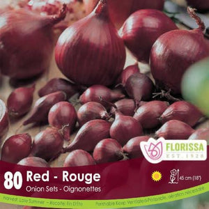 Onion Red Spring bulb