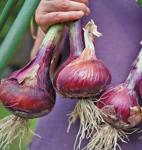 Onion Redwing - West Coast Seeds