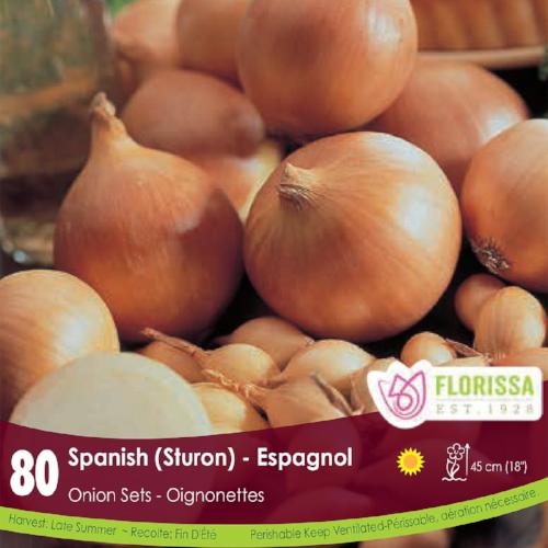Spanish Onion Spring Bulb
