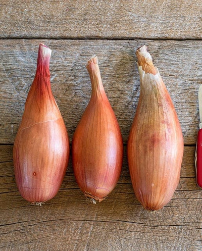 Onion Zebrune - West Coast Seeds