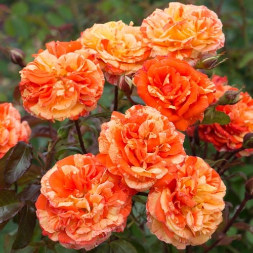 Oranges n' Lemons - Weeks Rose