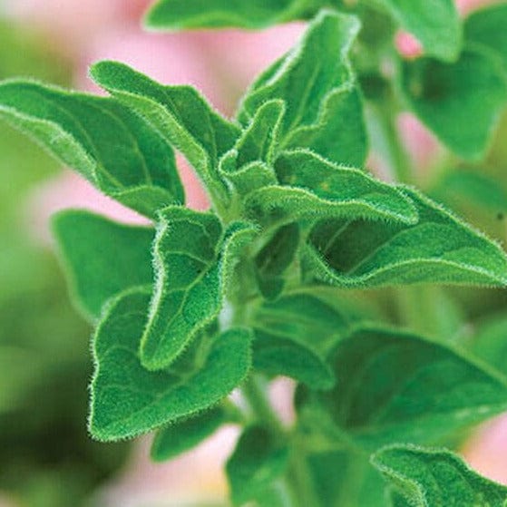 Oregano Greek