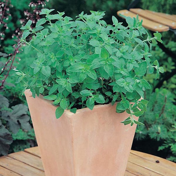 Oregano Greek - Mr. Fothergill's Seeds