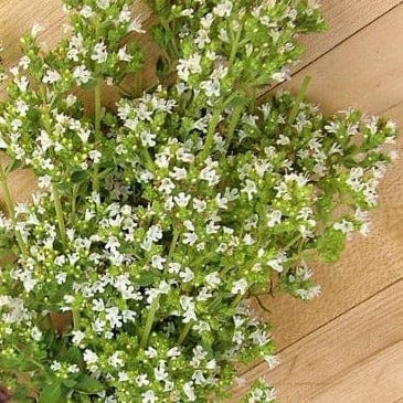 True Greek Oregano