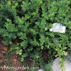 True Greek Oregano