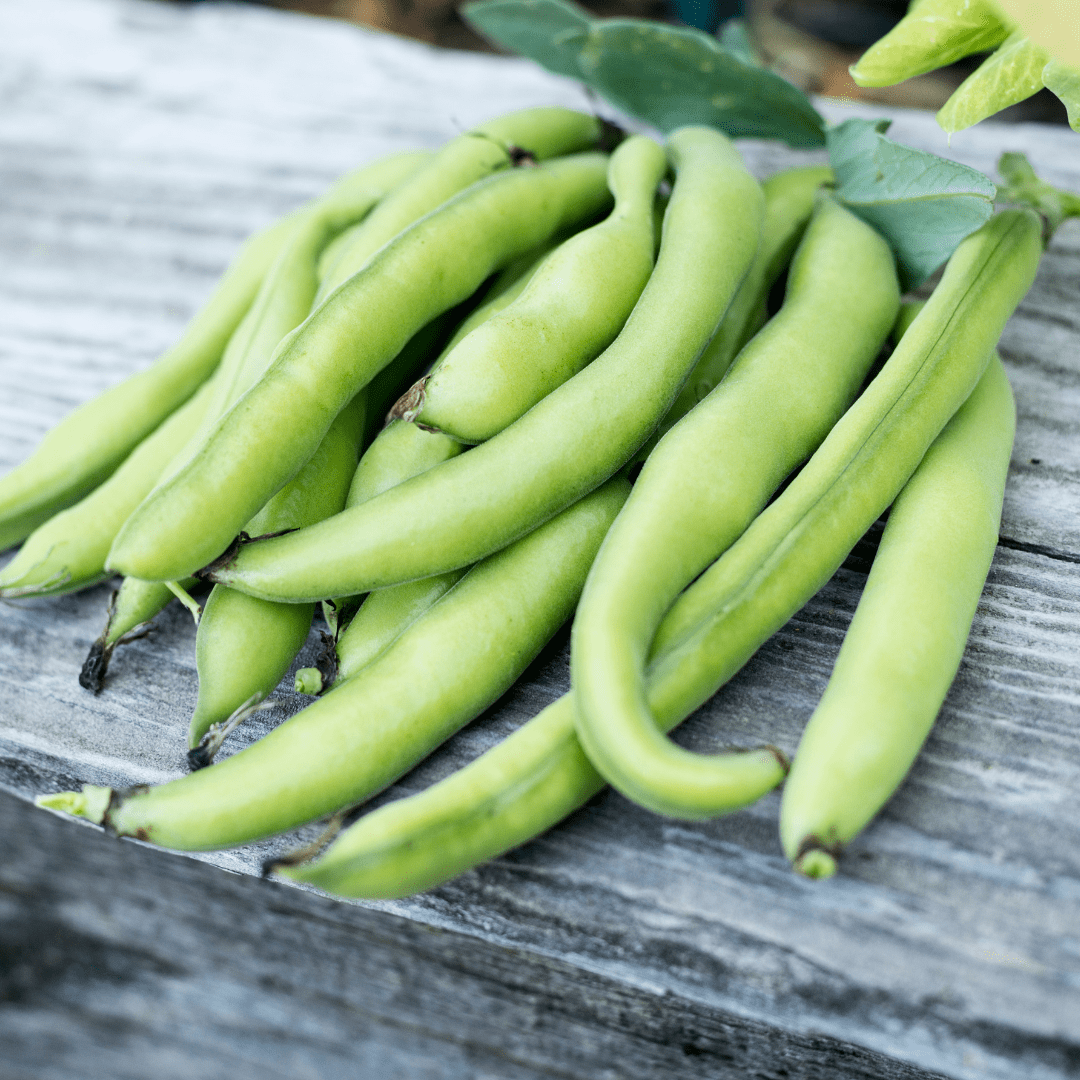 Oregon Sugar Pod II Snow pea - Salt Spring Seeds