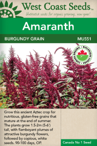 Amaranth Burgundy Grain - West Coast Seeds