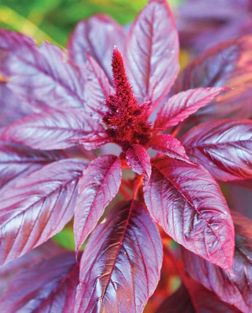 Organic Amaranth Hopi Red Dye - West Coast Seeds