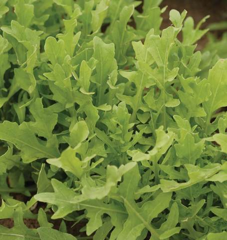 Organic Arugula Astro - West Coast Seeds