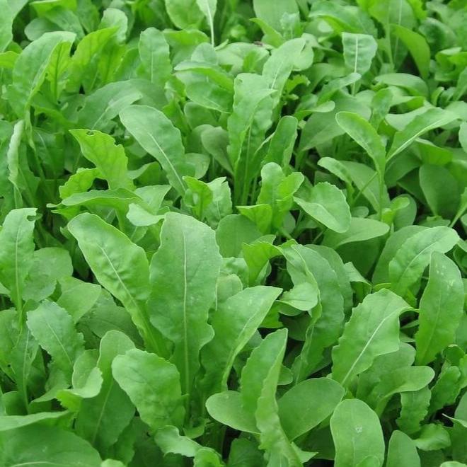 Arugula - Metchosin Farm