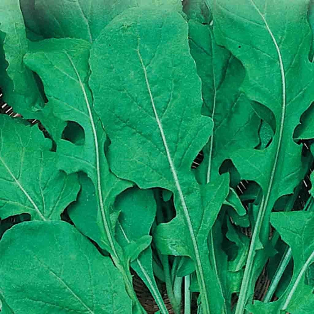 Organic Arugula, Roquette - McKenzie Seeds