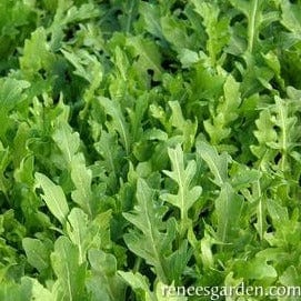 Organic Arugula Rustic Style - Renee's Garden Seeds