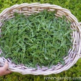 Organic Arugula Rustic Style - Renee's Garden Seeds