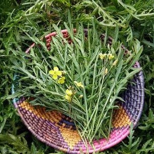 Organic Arugula Rustic Style - Renee's Garden Seeds