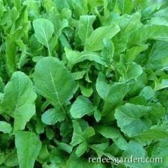 Organic Arugula True Italian - Renee's Garden Seeds