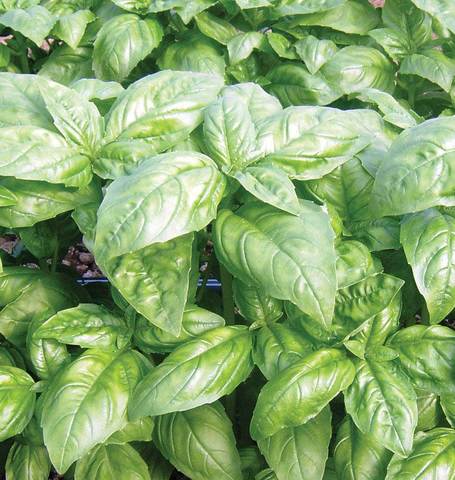 Organic Basil Dolly - West Coast Seeds