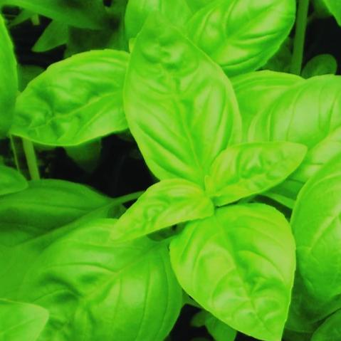 Herb Genovese Basil - Metchosin Farm