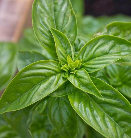 Organic Basil Genovese - West Coast Seeds