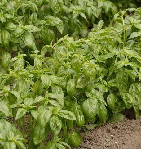 Organic Basil Genovese - West Coast Seeds