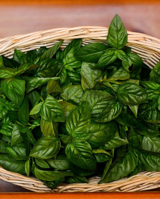 Organic Basil Nufar - West Coast Seeds