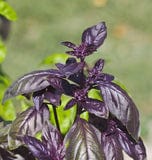 Organic Basil Rosie - West Coast Seeds