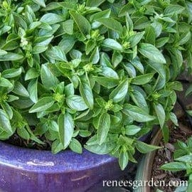 Organic Basil Spicy Globe - Renee's Garden Seeds