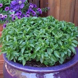 Organic Basil Spicy Globe - Renee's Garden Seeds