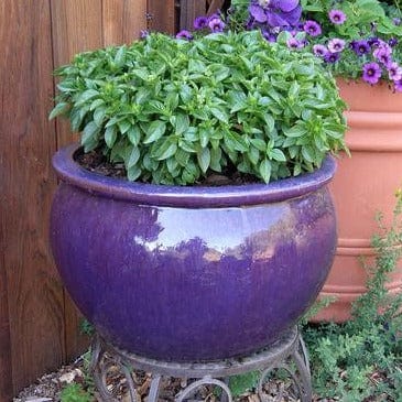 Organic Basil Spicy Globe - Renee's Garden Seeds