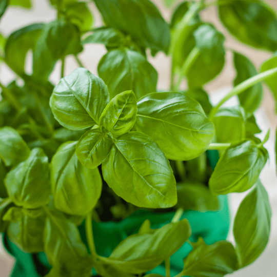 Organic Basil Sweet - McKenzie Seeds